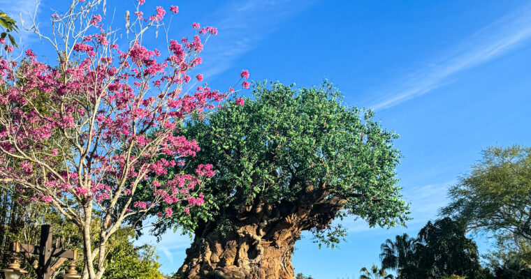 Tree of Life at Disney's Animal Kingdom on sunny day.