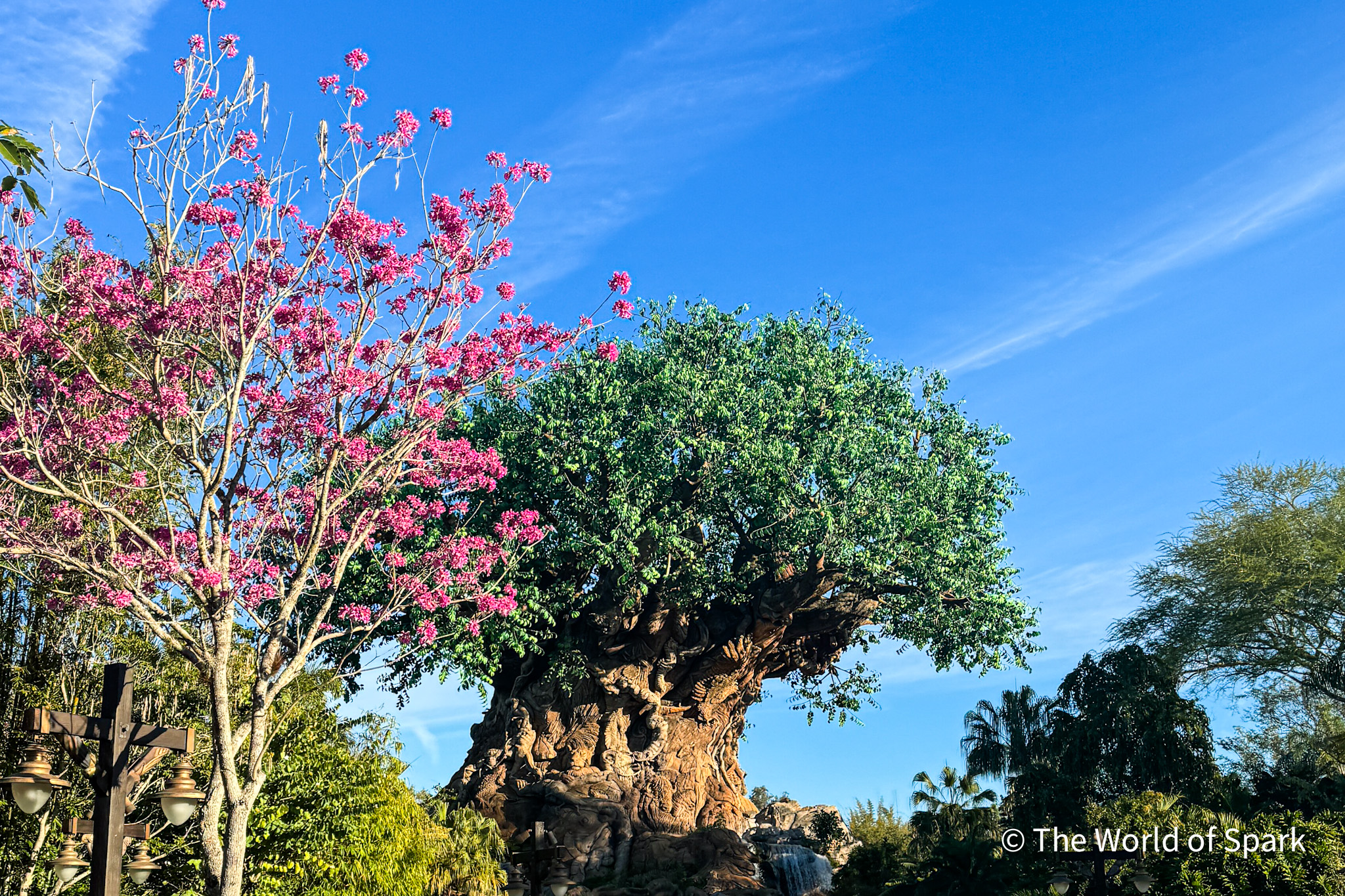 Disney Theme Park and Cruise Line News For the Week of February 3, 2025 ...