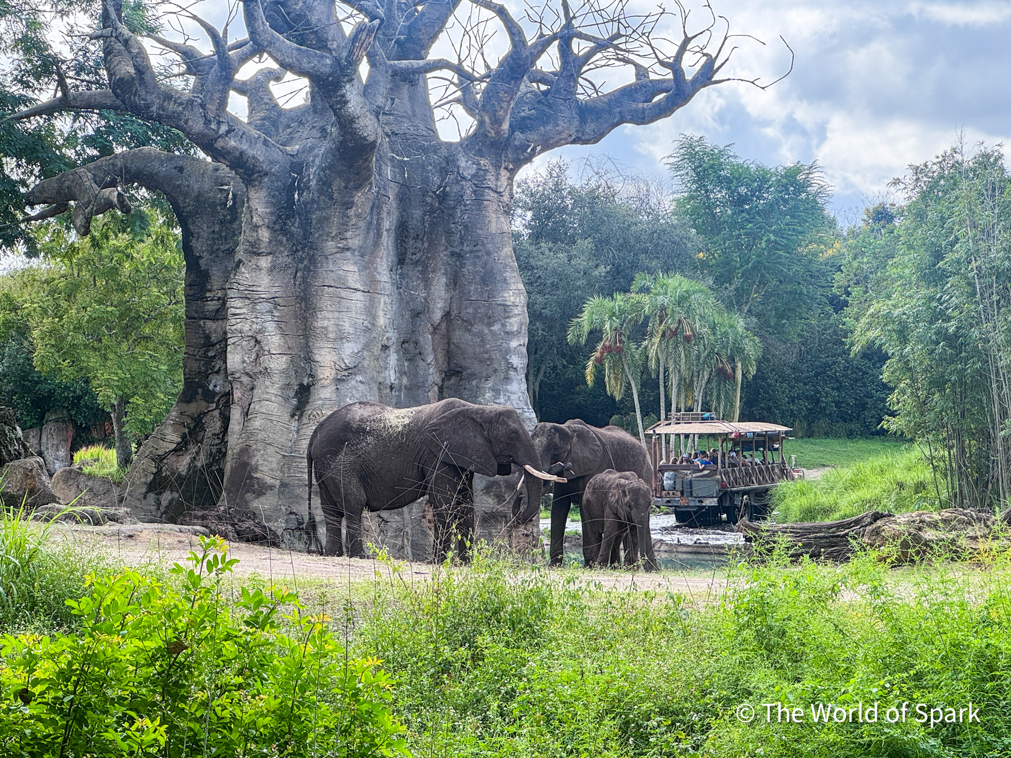 Caring For Giants behind-the-scenes tour takes guests to an observation platform to watch the elephants
